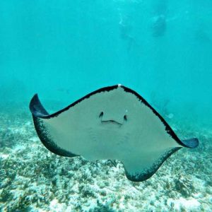 Snorkel em Akumal - Tartarugas - Imagen 3