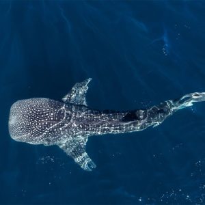 Nadar com Tubarão Baleia - Image 3