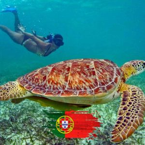 Akumal + Casa Tortuga + Buffet de Tacos (em português)