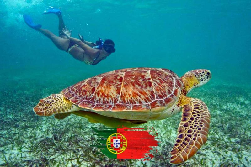 Akumal + Casa Tortuga + Buffet de Tacos (em português)