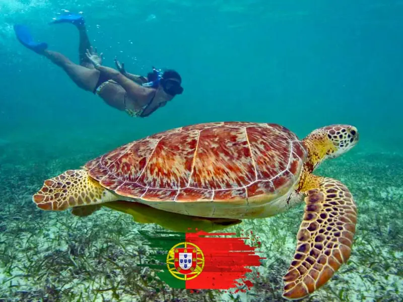 Nadar com tartarugas em Akumal