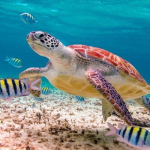 Akumal + Casa Tortuga + Buffet de Tacos (em português) - Image 4