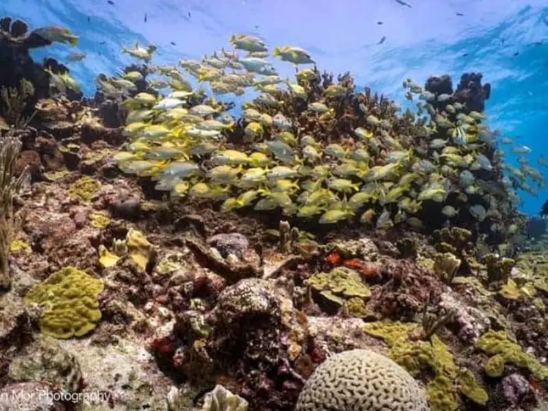 Cozumel & El Cielo Premium: Excursão Exclusiva com guia em Português - Image 3