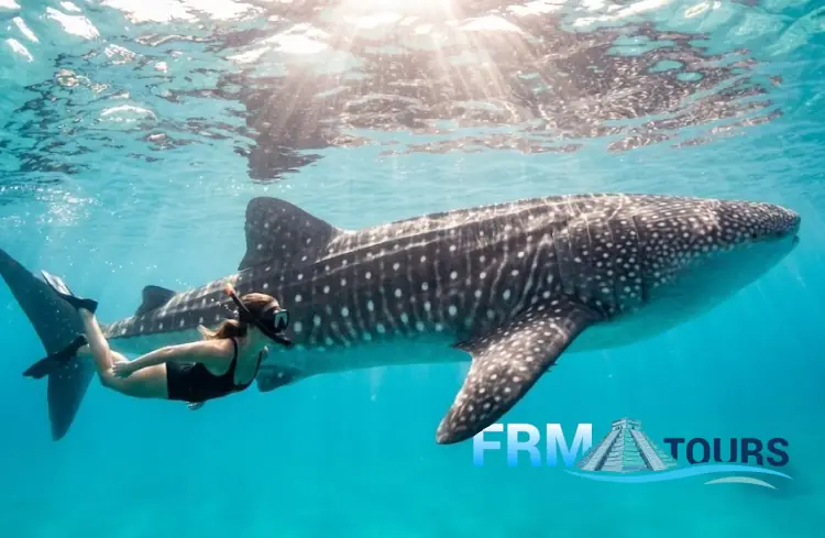 Turista a fazer snorkel lado a lado com um majestoso tubarão-baleia nas águas cristalinas do mar das Caraíbas, no México, iluminados por raios de sol. Logótipo da FRM Tours no canto inferior direito