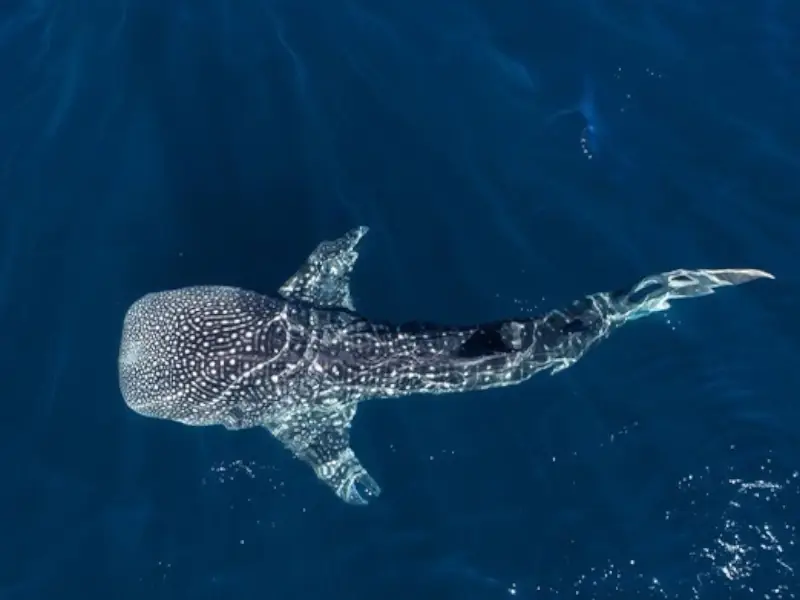 Nadar com Tubarão‑Baleia – A Imensa Beleza do Oceano - Image 3