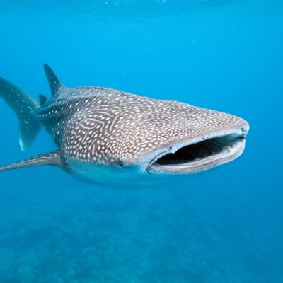 Nadar com Tubarão-Baleia México - Grande tubarão-baleia a nadar em águas azuis cristalinas