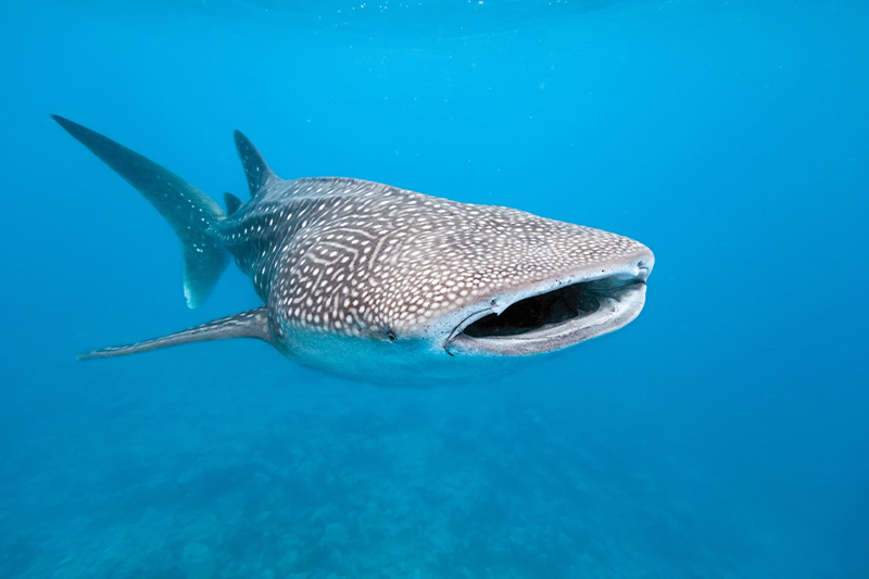 Nadar com Tubarão-Baleia México - Grande tubarão-baleia a nadar em águas azuis cristalinas