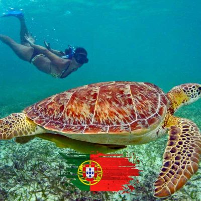 Snorkel em Akumal – Lagoa Virgem, Tartarugas, 4 Cenotes + Buffet de Tacos com guia Português