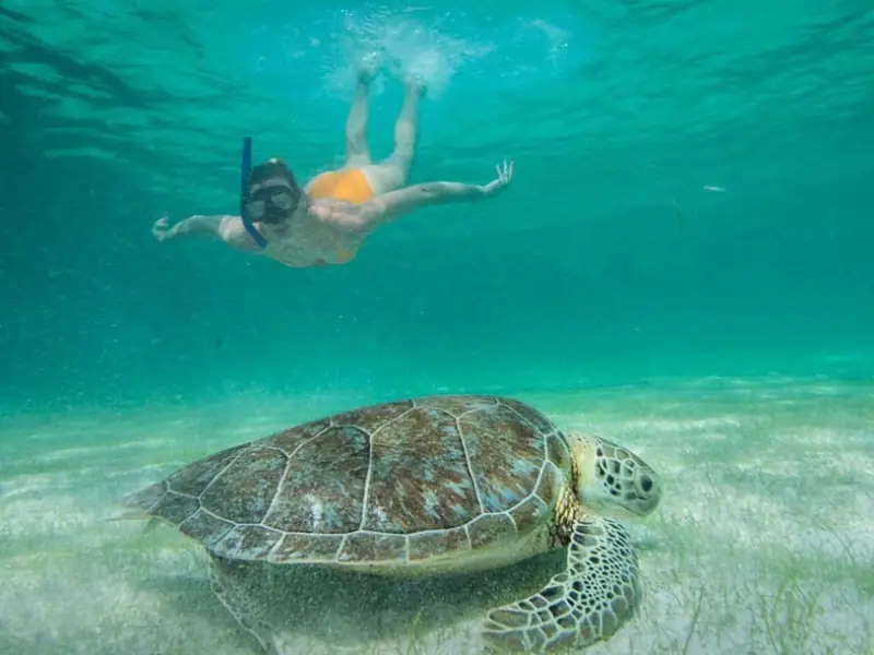 Snorkel Akumal Tartarugas - Turista a nadar ao lado de uma tartaruga marinha em águas cristalinas